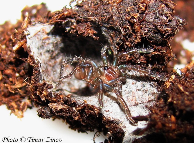 Cyphonisia sp.(Silver African Trapdoor spider) Cyphon11