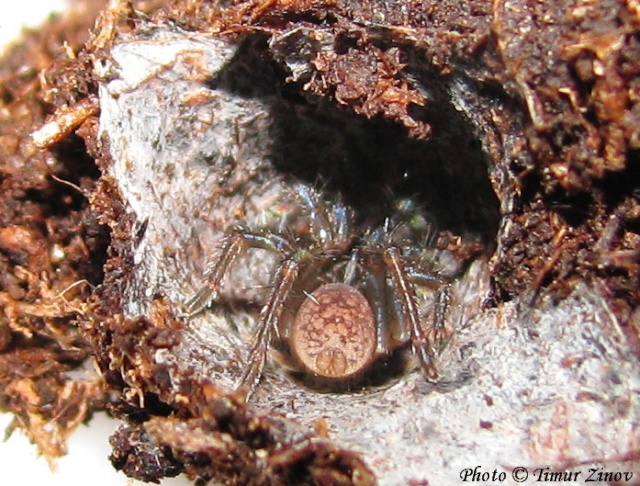 Cyphonisia sp.(Silver African Trapdoor spider) Cyphon12