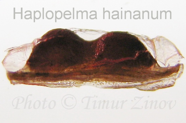 Haplopelma hainanum Hainan10