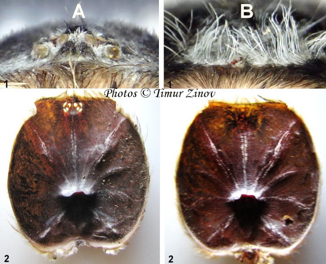 Аномалии органа зрения у паков-птицеедов. Отсутствие глаз у Lasiodora parahybana. Untitl13