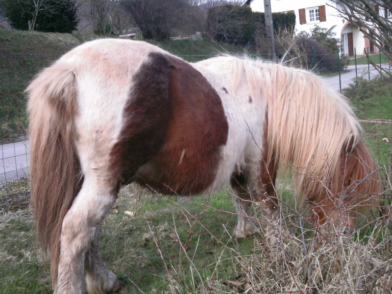 Vos avis sur une vie à 3 poneys. B12