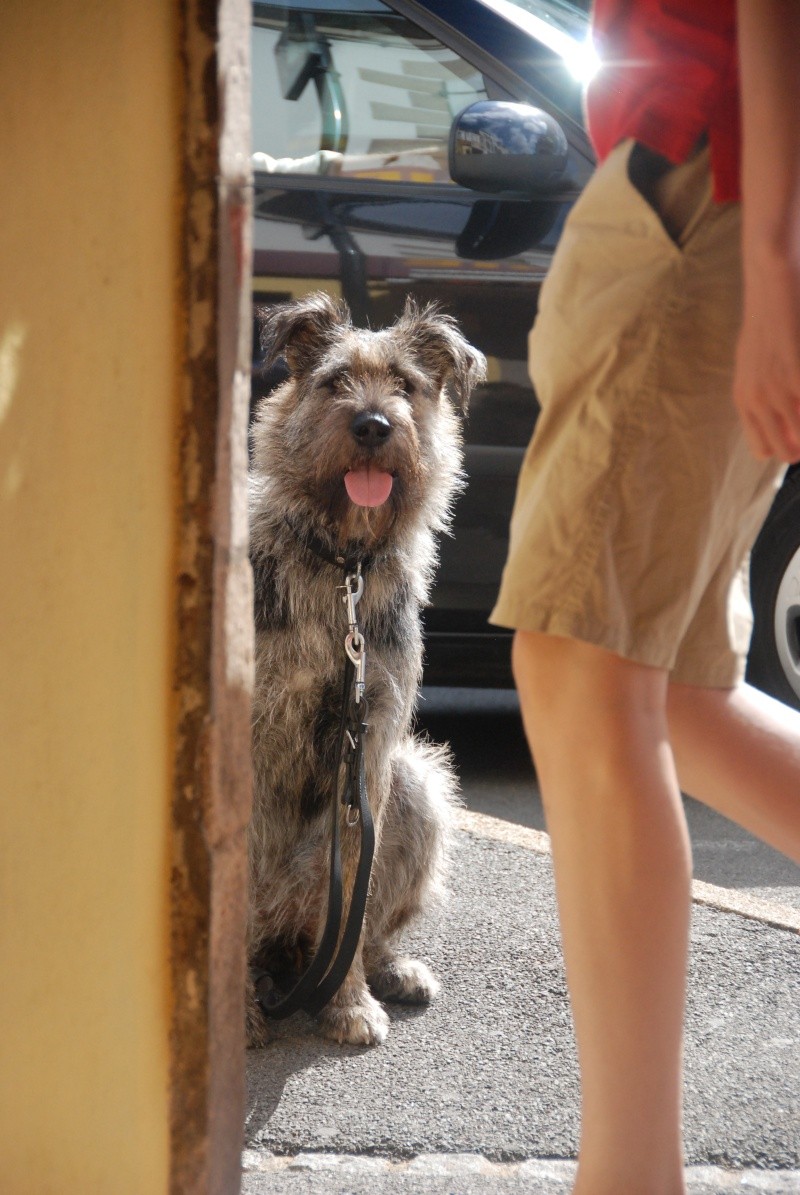 Mustatza, chienne croisée griffon, née en mars 2012, dans la rue ... Dsc_0110