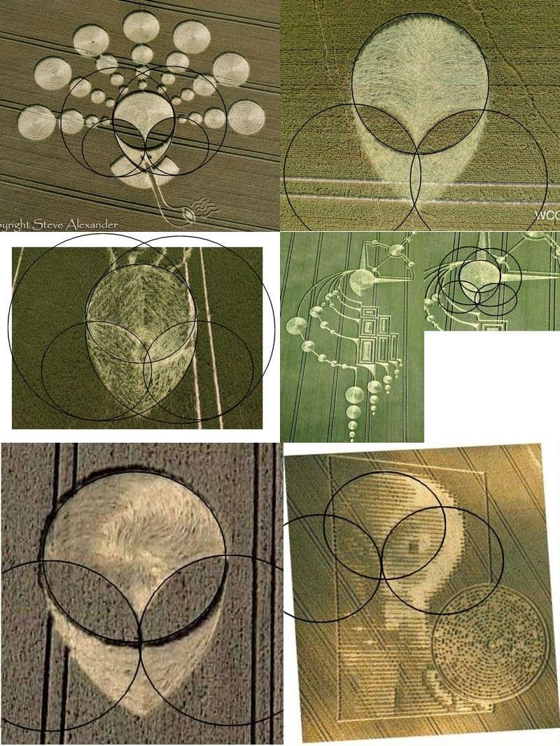 Crop Circles 2013 - Page 11 3310