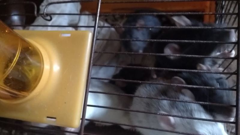 12 rats et 9 rattes en situation précaire 76 / recherche FA et Foyers  Rat12