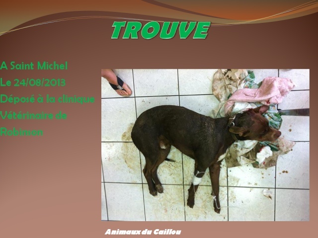 TROUVE chien marron collier marron ou kaki à Saint Michel le 24/08/2013 20130856