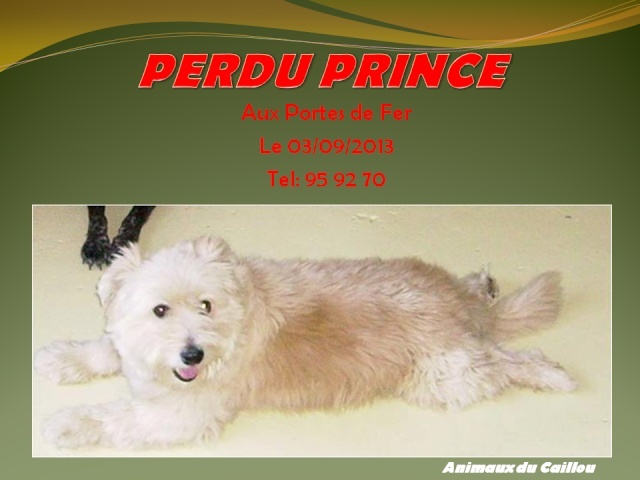 PERDU PRINCE bichon croisé terrier blanc/beige aux Portes d'Argent le 03/09/2013 20130927