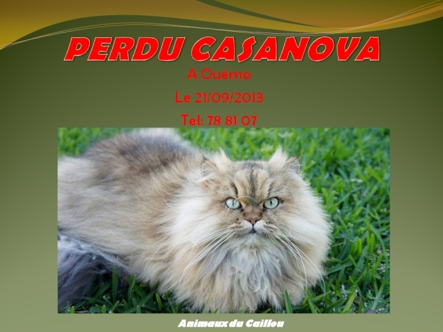PERDU CASANOVA chat persan marron/gris, tatoué à Ouémo le 21/09/2013 20130949