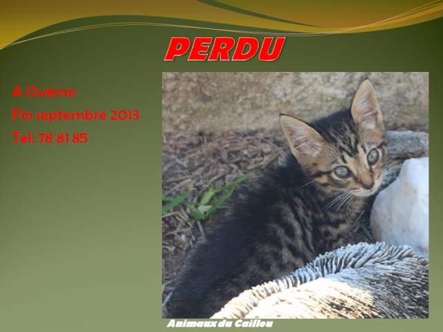 PERDU chaton tigré à Ouémo fin septembre 2013 20130969