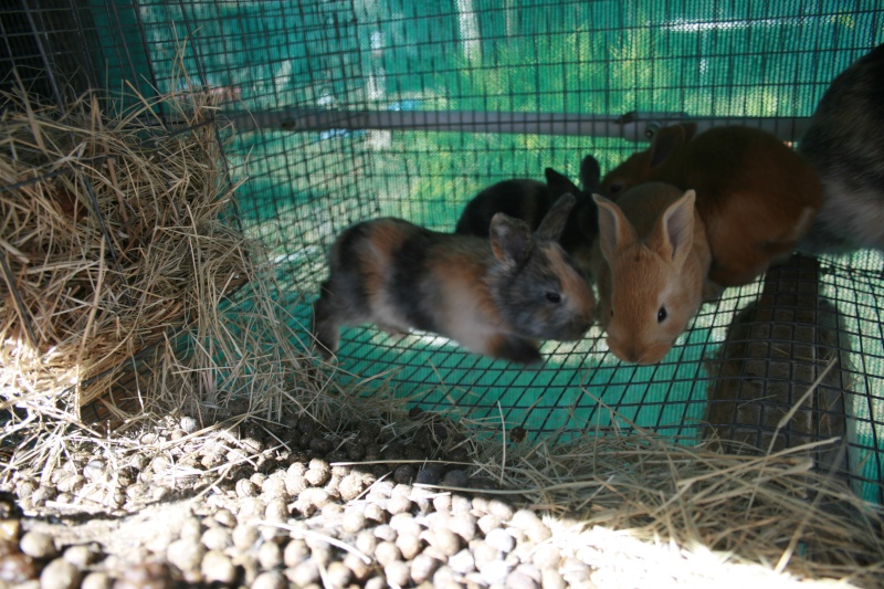 Harlequin coloured rabbits 00911