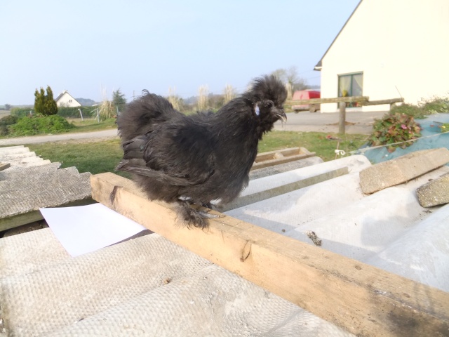 Mes poules soie bleu et noir  Dscf8318