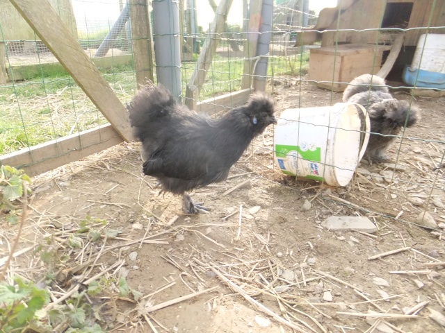 Mes poules soie bleu et noir  Dscf8320