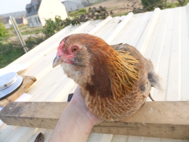 Mon trio d'araucana saumoné doré  Dscf8340