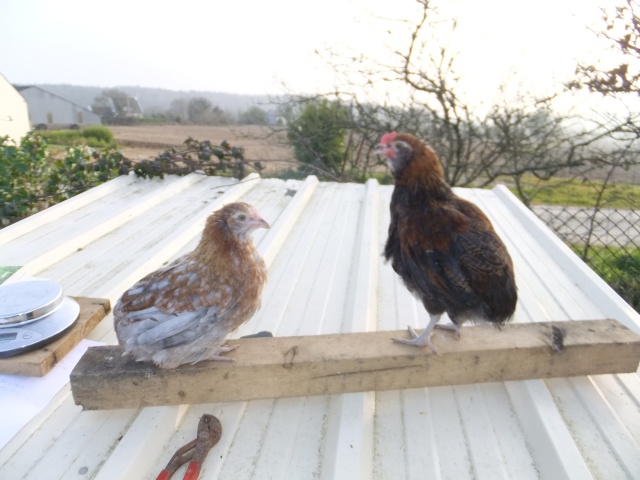 Mon trio d'araucana saumoné doré  Dscf8410