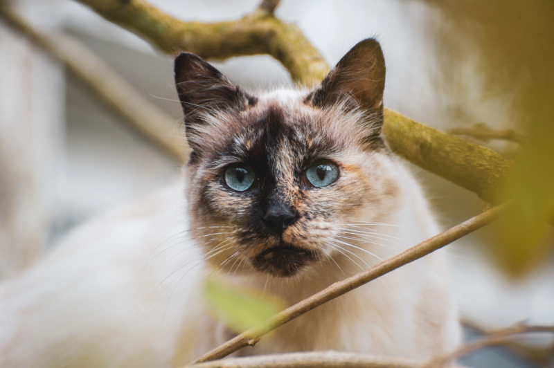 MARNIE - SAUVETAGE - femelle seal point polis longs, née le 01/06/16 Dsc_4420