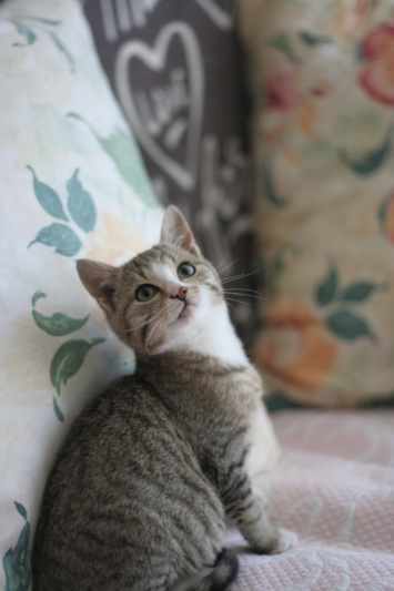 Ofeo,  chaton européen grey tabby et blanc, né le 30/07/2018 Img_1916