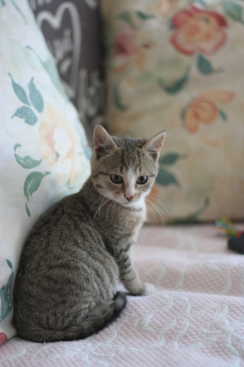 Ofeo,  chaton européen grey tabby et blanc, né le 30/07/2018 Img_1918