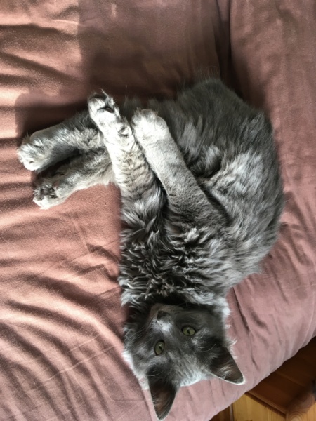 ORKAAN, chaton mâle gris à poils mi longs, né vers le 25/06/18 Img_1922