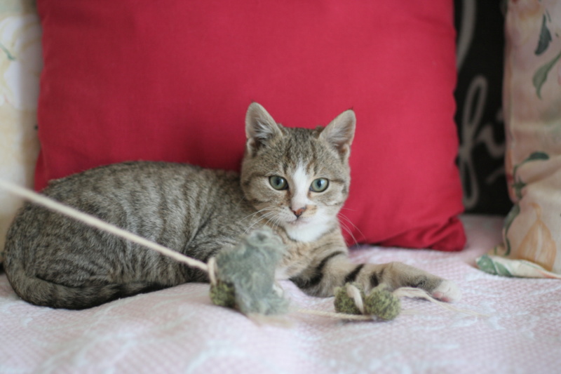 Ofeo,  chaton européen grey tabby et blanc, né le 30/07/2018 Img_2010