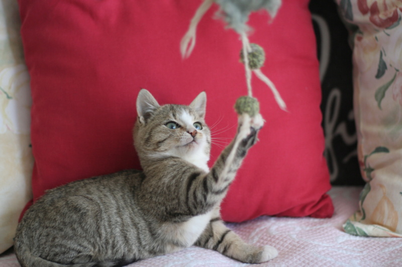 Ofeo,  chaton européen grey tabby et blanc, né le 30/07/2018 Img_2013