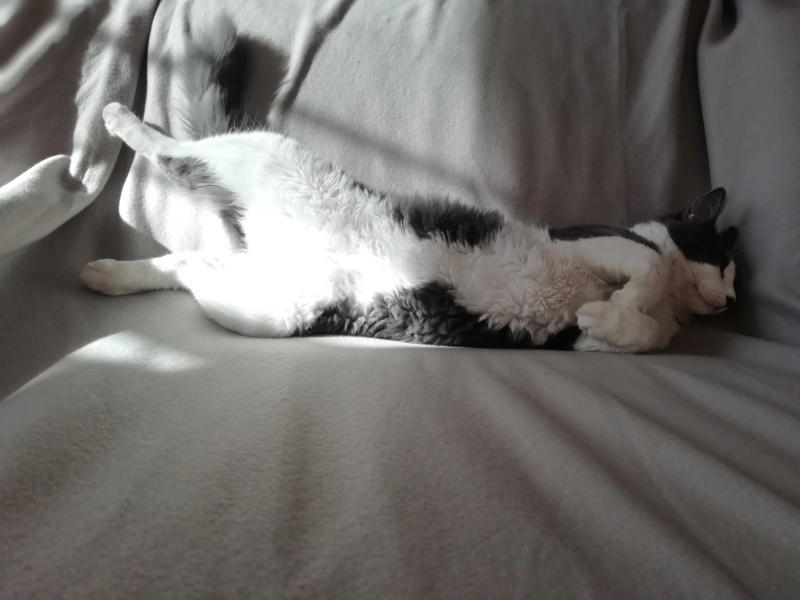 Oberyn, chaton blanc et gris poils longs, né le 27.08.18 Img_2036