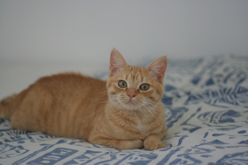 Odyssée, jeune femelle rousse, née le 15/11/18 Img_2514