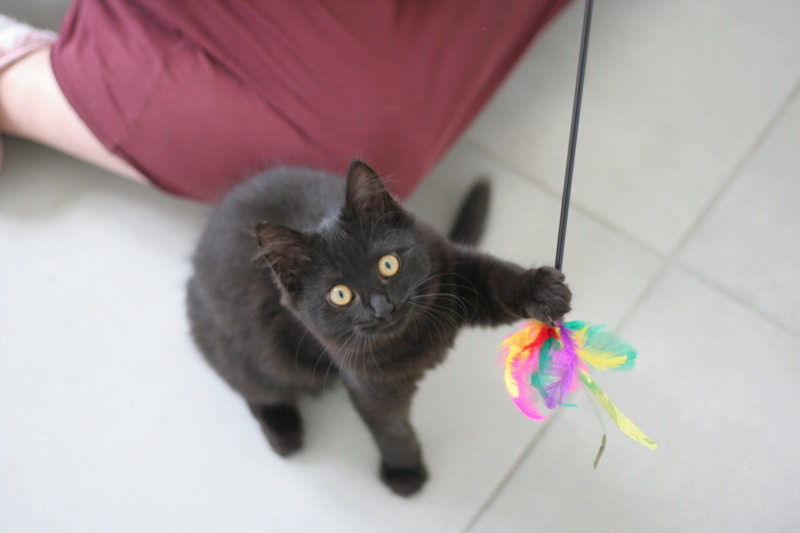 PEMA, chatonne européenne noire mi-longs, née le 30/04/19 Img_3010