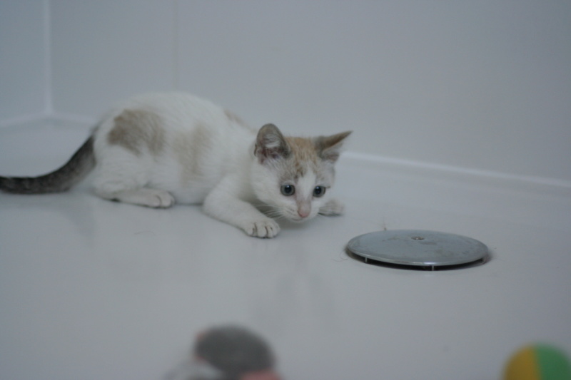 PITTI, chaton européen blanc et beige, né le 20/06/19 Img_3013