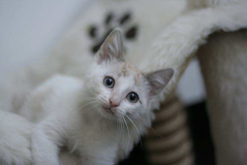 PITTI, chaton européen blanc et beige, né le 20/06/19 Img_3014