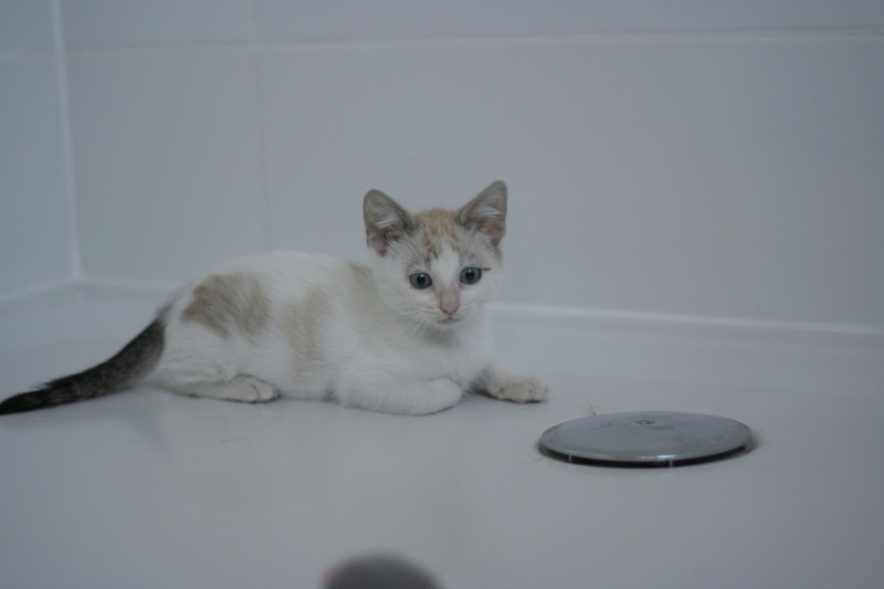 PITTI, chaton européen blanc et beige, né le 20/06/19 Img_3015