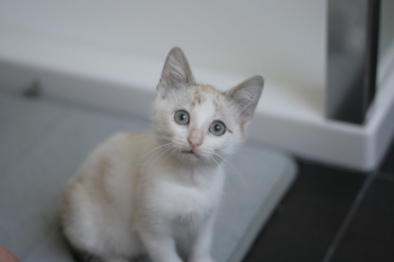 PITTI, chaton européen blanc et beige, né le 20/06/19 Img_3019