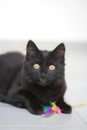 PEMA, chatonne européenne noire mi-longs, née le 30/04/19 Img_3111