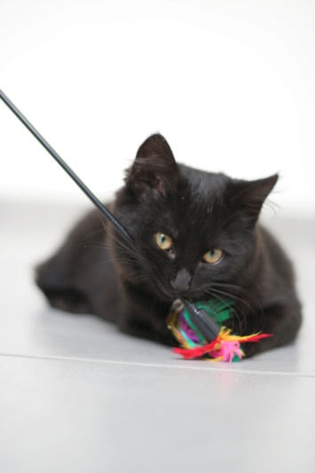PEMA, chatonne européenne noire mi-longs, née le 30/04/19 Img_3112