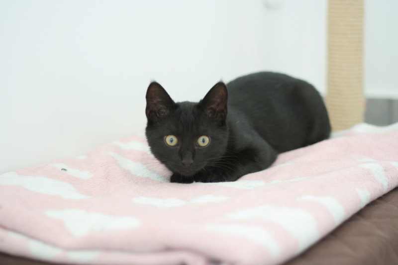 PANTON, chaton européen noir, né le 30/04/19 Img_3117