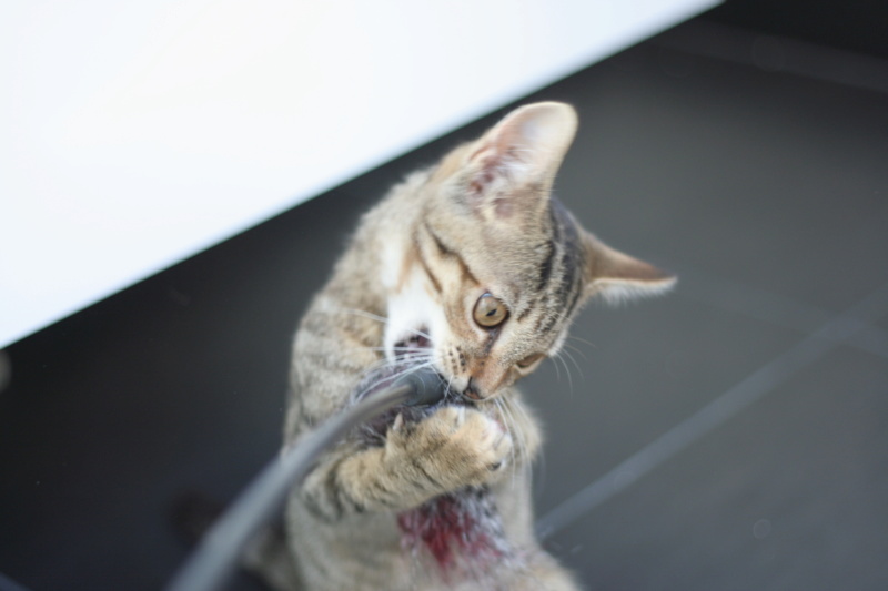 PARELL, chatonne européenne brown tabby, née le 28.04.19 Img_3122