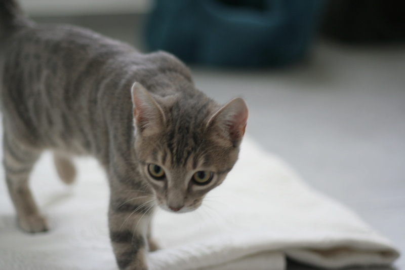 PIRKI, chaton européen grey tabby, né le 28.04.19 Img_3323