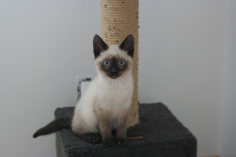 RANGO, chaton de type européen seal point, né le 25.04.20 Img_5026