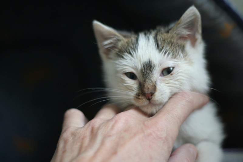 RONET, chaton tigré blanc né le 15.10.20 Img_5717