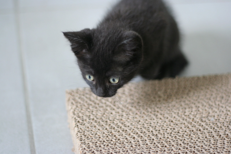 SHINY, chatonne noire née le 27.04.21 Img_6212