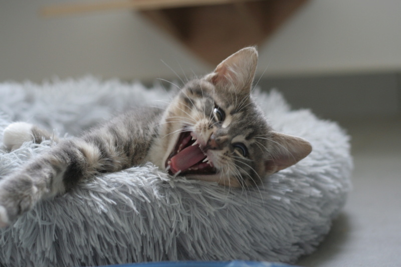 SHIFUMI, chaton grey tabby, né le 20.04.21 Img_6312