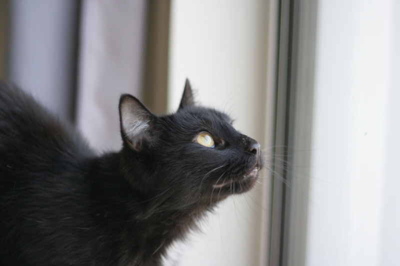SKOLL, chat noir poils mi-longs, grand gabarit, né le 21.04.21 Img_6911