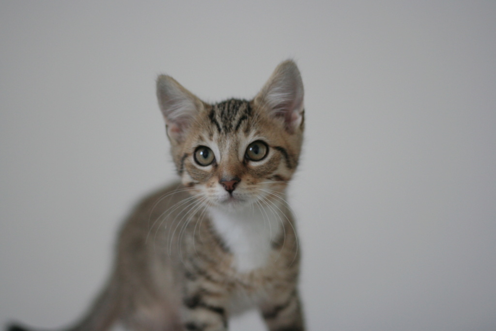 TOBY, chaton brown tabby, né le 20.04.22 Img_7111