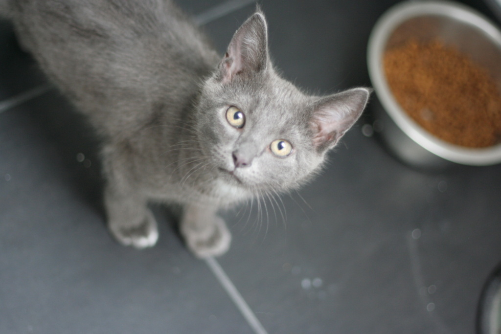 TIMEO, chaton croisé chartreux bleu, né le 15.05.22 Img_7616