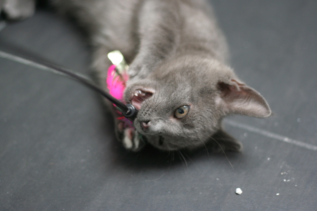 TIMEO, chaton croisé chartreux bleu, né le 15.05.22 Img_7617