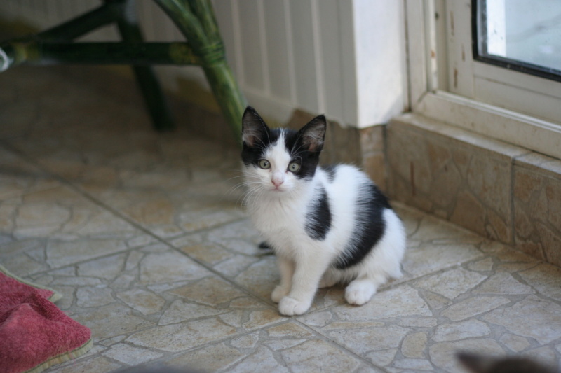 Thelma, chatonne noire et blanche, née le 13.07.22 Img_7715