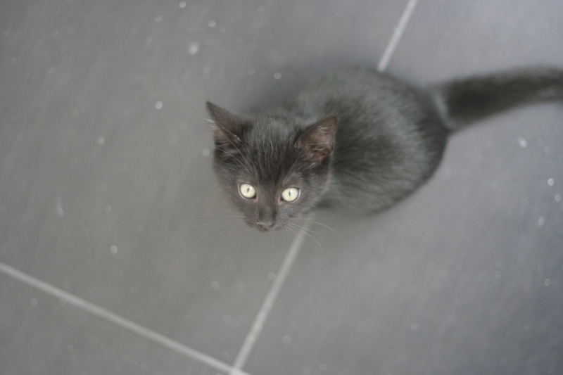 TORA, chatonne noire, née le 14.08.22 Img_8115