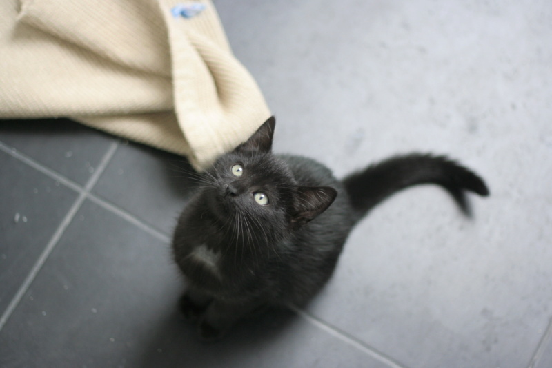 TORA, chatonne noire, née le 14.08.22 Img_8117