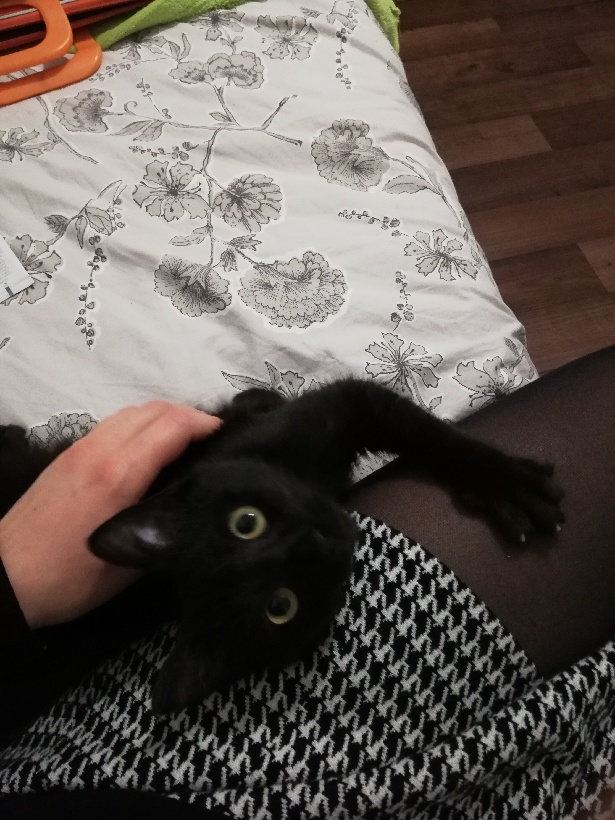 Osteal, chaton européen noir, né le 28/11/18 Osteal10