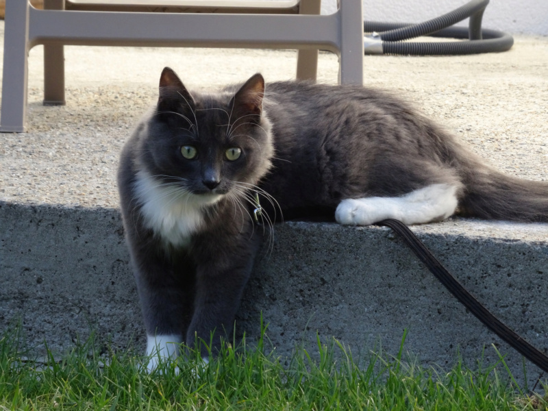 Pompon, chaton mâle européen à poil mi long gris et blanc, né le 25/03/2019 Pompon10