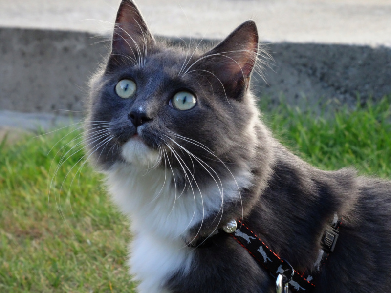 Pompon, chaton mâle européen à poil mi long gris et blanc, né le 25/03/2019 Pompon11