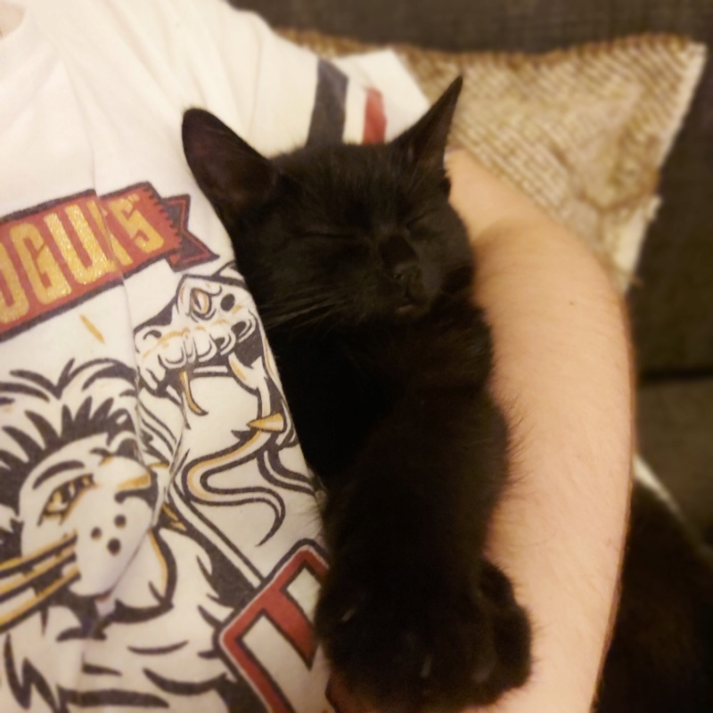 TORA, chatonne noire, née le 14.08.22 Resize13